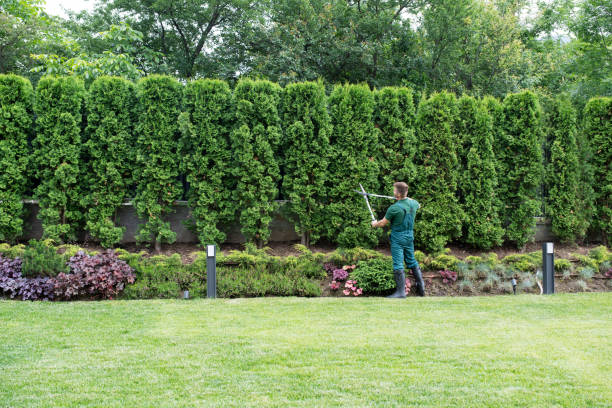 Professional Tree Removal in Henderson, TN