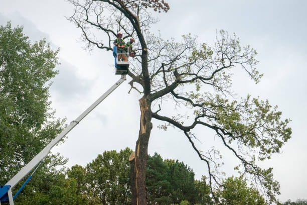Best Hazardous Tree Removal  in Henderson, TN