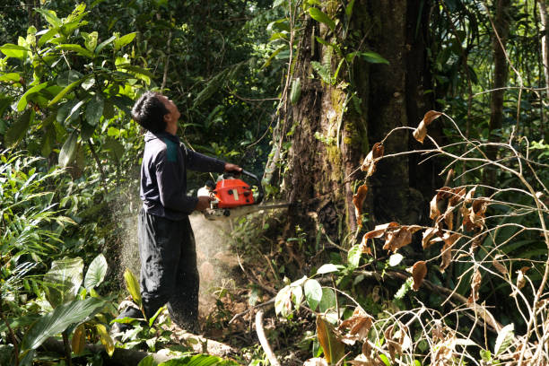 Best Arborist Consultation Services  in Henderson, TN