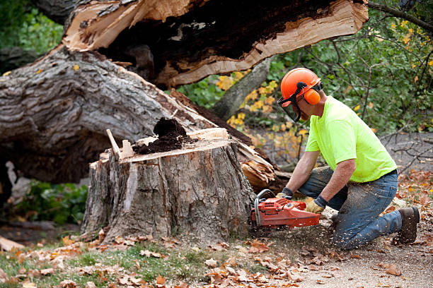 Best Storm Damage Tree Cleanup  in Henderson, TN