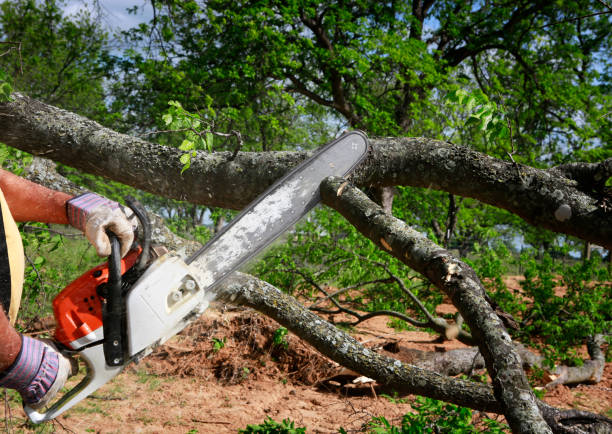 Best Lawn Pest Prevention  in Henderson, TN